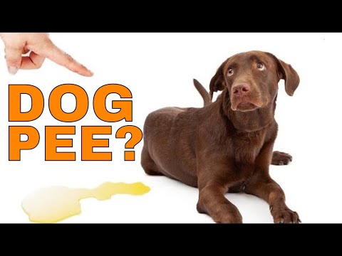 How To Stop A Dog From Peeing in the House: 5 Simple Hacks to Stop a Dog From Peeing Fast!
