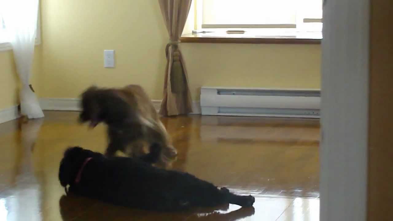 Scéance de jeu loufoque