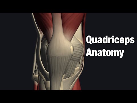 Video: Adakah vastus medialis quadriceps?