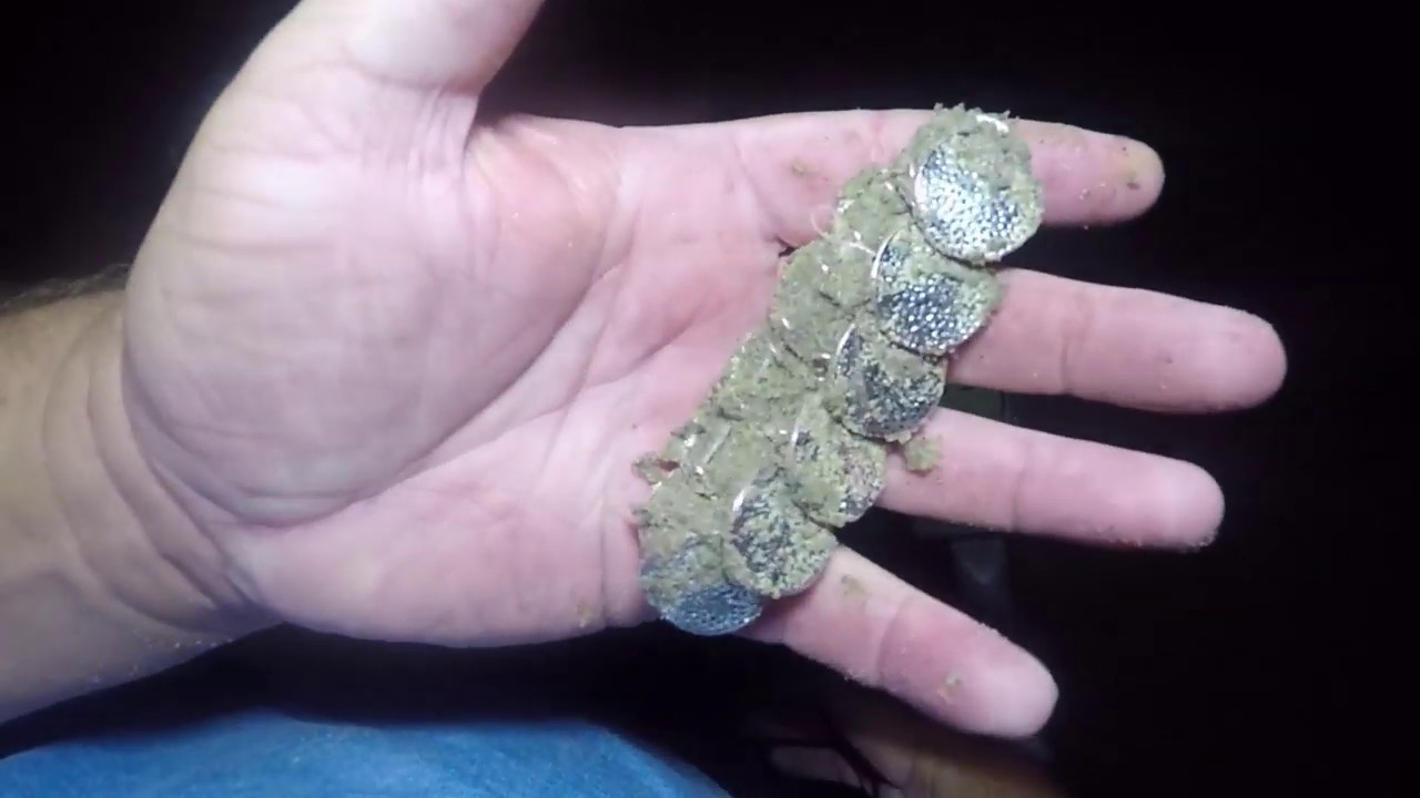 Beach Metal Detecting California YouTube