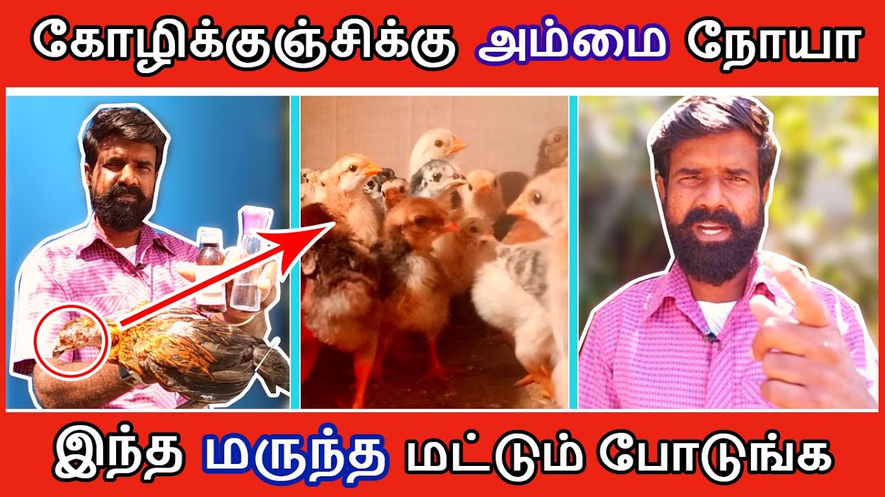 கோழிக்குஞ்சிக்கு அம்மை நோயா ? | இந்த மருந்த மட்டும் போடுங்க | TAMIL | GUNA NATTUKOZHI PANNAI
