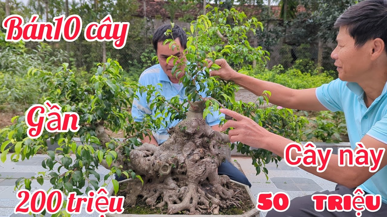 Nổ 10 tác phẩm gần 200 triệu ngày cuối năm nghệ nhân chốt phôi trực hoành 50 triệu cho đao phủ hồng