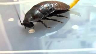 madagascar cockroach giving birth.avi