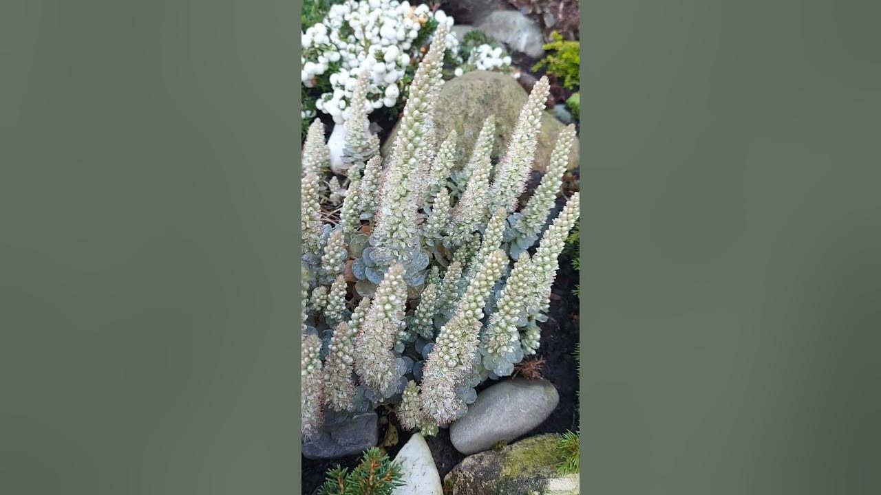 Горноколосник Иваренге цветёт # Orostachys Iwarenge blüht 👌 - YouTube