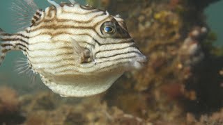 Boxfish of the Great Southern Reef