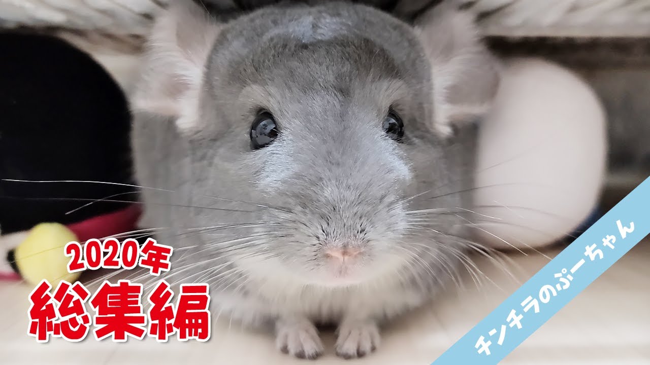 笑い納め】チンチラのぷーちゃん2020年総集編！Funny and Cute