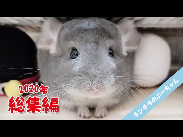 ちぃ様　チンチラちゃん専用のページ sddefault.jpg