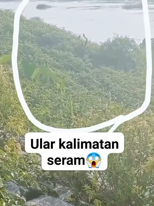 PENAMPAKAN ULAR TERBESAR DI DUNIA DI KALIMANTAN