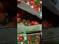 #Pomodoro #Ciliegino lavorato con foglio di giornale