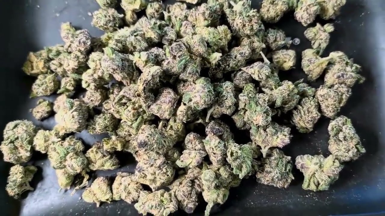 ShopHelloMary — Uncle Snoop THCA Review 💨 PART 2 of Care Pack i won!!