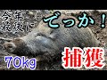 今年最後のイノシシを捕獲！