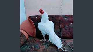 DROP SAPI OROKAN