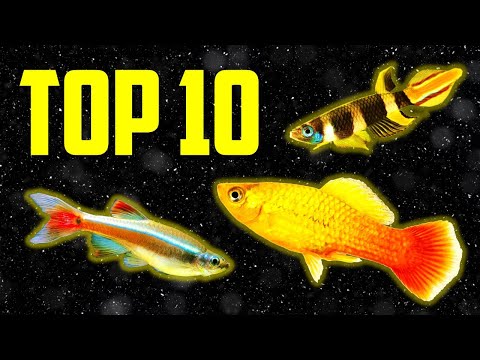 Top 10 Coldwater Fish That Don't Need a Heater