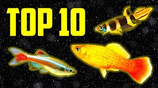 Top 10 Coldwater Fish That Don't Need a Heater