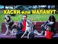 ХАСКИ ИЛИ МАЛАМУТ / кого выбрать и чем отличаются?