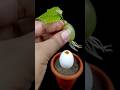 How to Grow Grape Tree from Cutting Grape Fruits With Orange Fruit &amp; Aloe Vera In A Egg