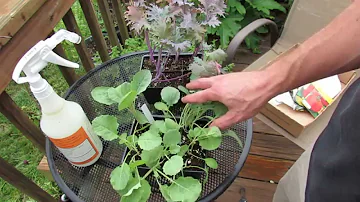 Fall Gardening: Inspecting, Treating  and Planting Kale and Collard Greens - TRG 2014