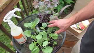 Fall Gardening: Inspecting, Treating  and Planting Kale and Collard Greens - TRG 2014