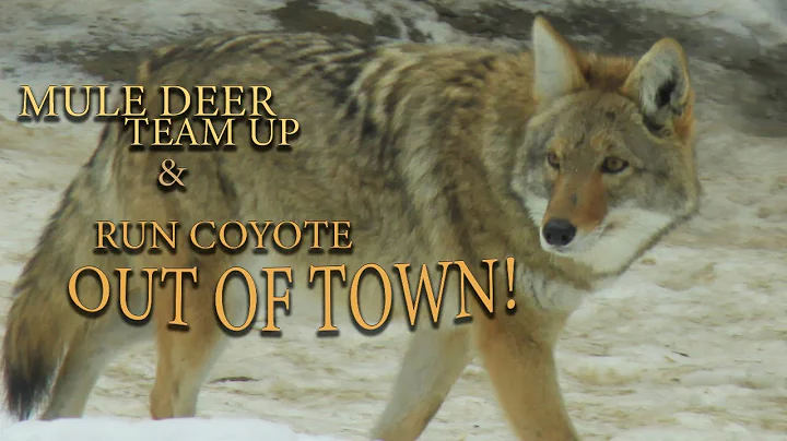 MULE DEER Chase Off Coyote 🔥🔥