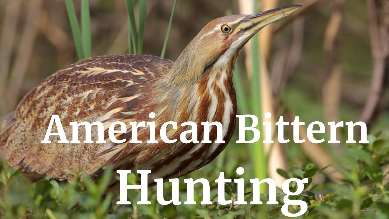 American Bittern Hunting | Sneaky Hunter
