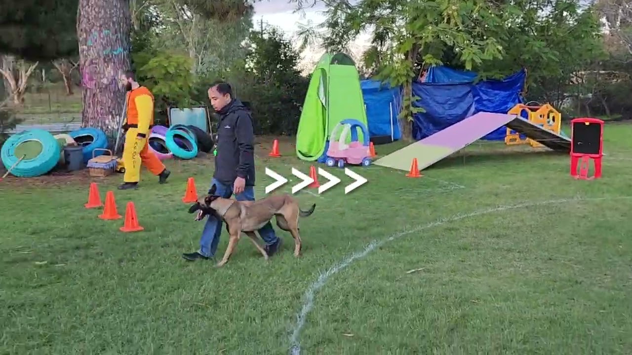Hayley MR3 at the Westside Ringsport Club Mondioring Trial