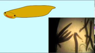 CLADOGRAM: BILATERAN FEATURES