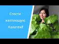 Калатея "Нетворк": от чего желтеют листья, пересадка и результат🌱