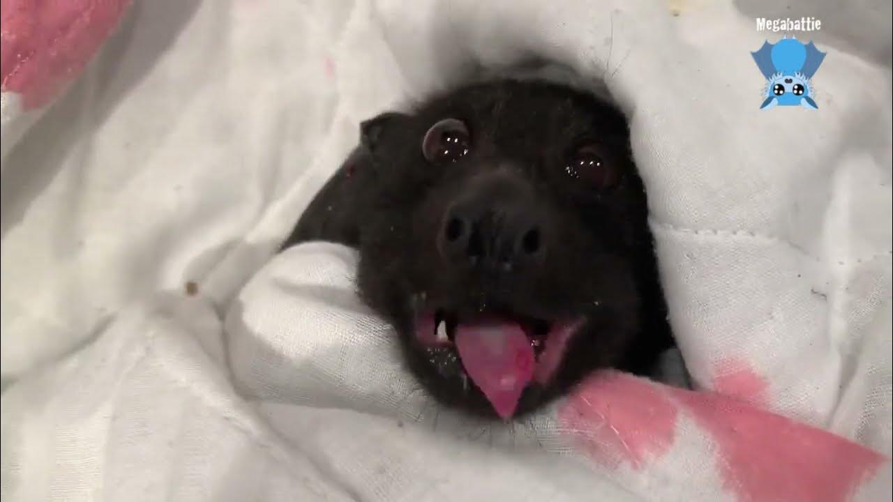 FlyingFox with a constriction injury from kite string entanglement