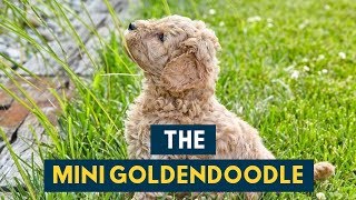 The Mini Goldendoodle: 14 Cute Facts You Didn't Know