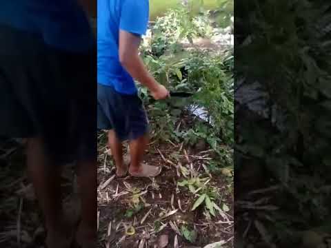 seru banget cara menanam singkong 