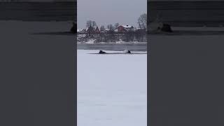 В Рыбинске на акватории Волги под лёд провалились три лося