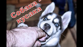 Юна. Собака-кусака.