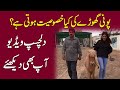 Pony Ghorray ki kia khasiat hoti hai? Dilchasp video aap b dekhiye