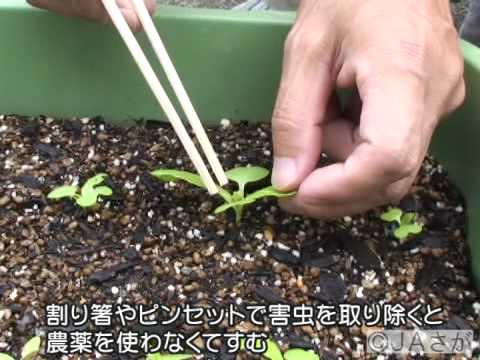 ベビー菜 発芽 間引き 収穫 Youtube