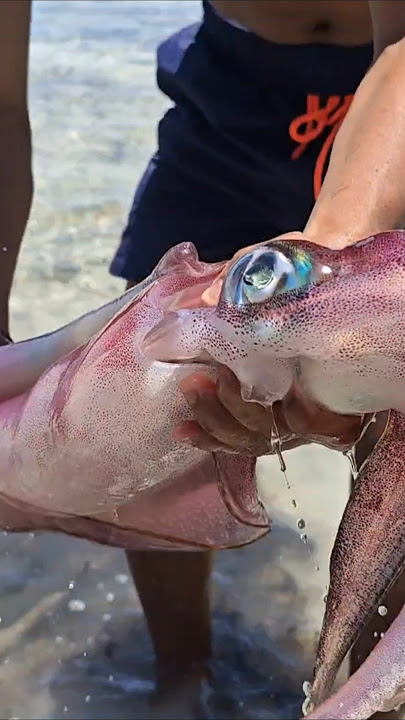 Viral GIANT SQUID 🦑🦑🦑 #squid #cumi #cuttlefish