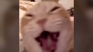 Laughing Cat Meme