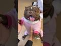 好活泼呀～ #bulldog #dogshorts #dog #pets #cute #funny