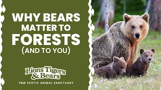 Why Bears Matter to Forests (and to You) | Lions Tigers & Bears - The San Diego Animal Sanctuary