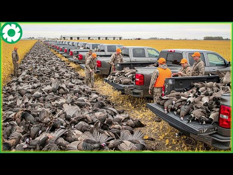 Transporting Wild Birds This Way - Biggest Heavy Equipment Machines | Agriculture Technology