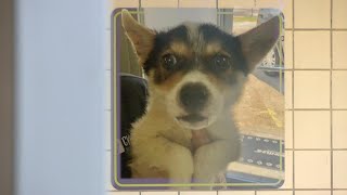Puppy Bowl 2022 will feature several rescue pups from Houston