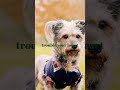 My new song "Learn, Breeding Learn" is out! 🐶🐾🍁🍂🎶
