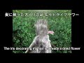 倉橋ヨエコ - 鳴らないピアノ / Yoeko Kurahashi - The piano that doesn't resound [英語歌詞付 English-Subbed]