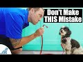 The biggest mistake people make with a puppy training house line