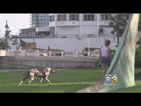 Videó: A Dog Walking Drone lehetővé teszi, hogy olyan lusta legyen, ahogyan akarsz lenni