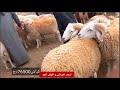 شوف أسعار الأضاحي و كباش العيد اليوم ||  في متناول الجزائريين هذا العام 2023