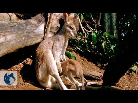 Descendientes vivientes de los dinosaurios. Documental parte 3