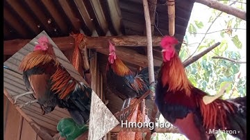 ขายไก่ต่อ muag qaib dib mos