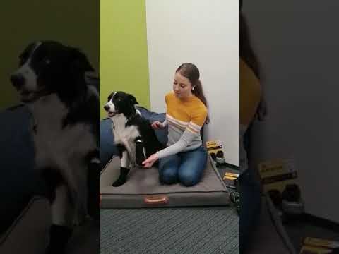 Video: Kuinka Neuloa Koiran Tossut