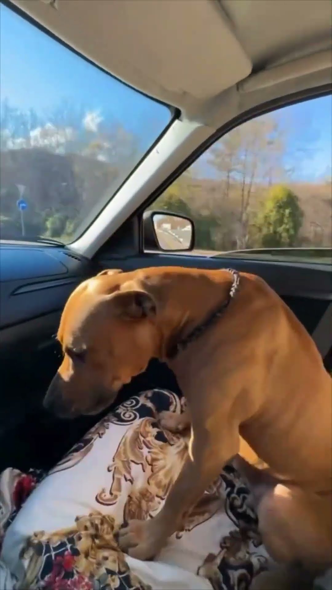 Driver Hides Unbelted Dog While Passing Police