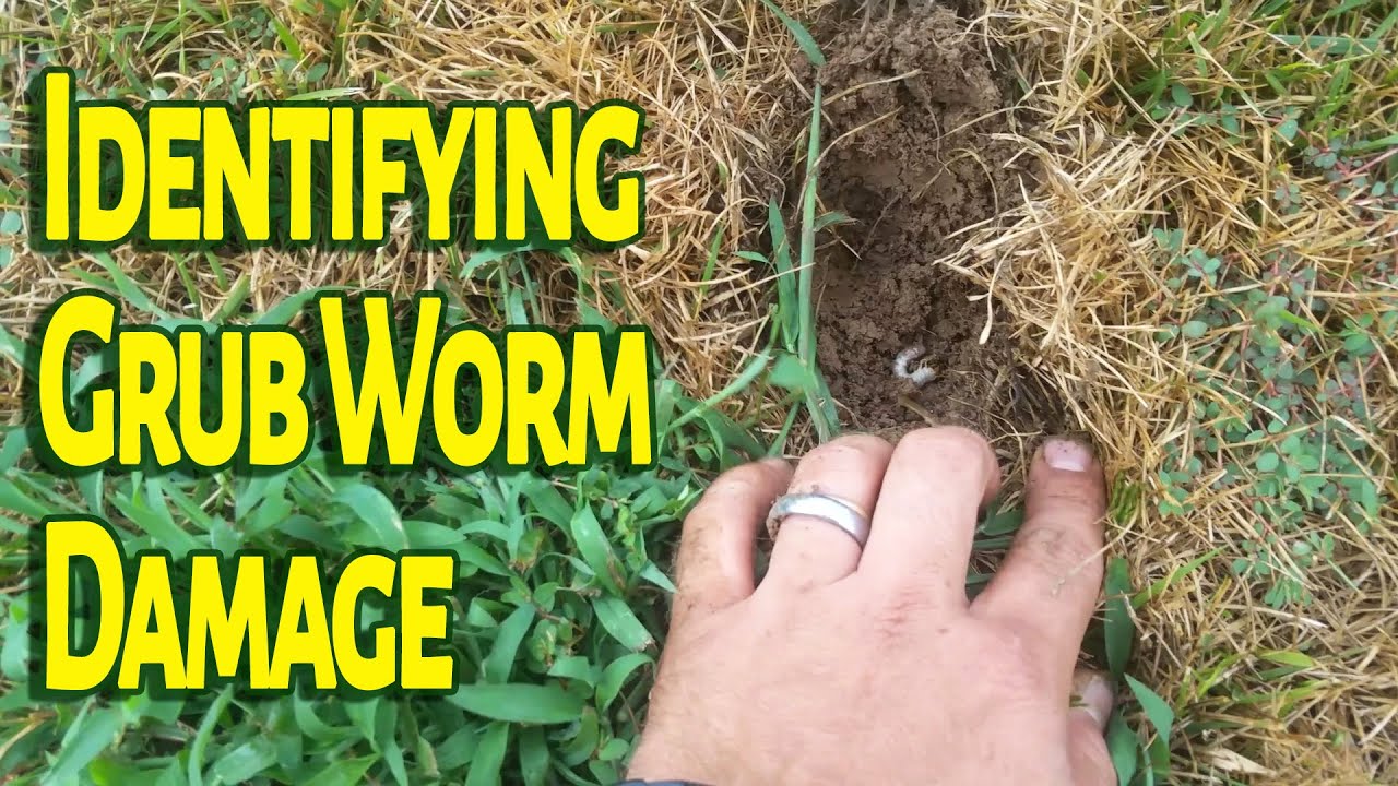 How can you get rid of grubs on grass?